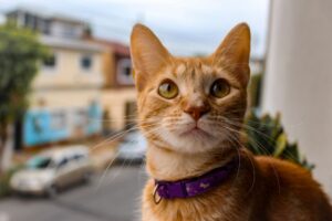 10 Erros Comuns ao Treinar Seu Gato: Como Evitar e Melhorar o Comportamento