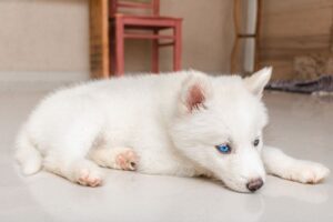 10 Sinais de Que Seu Pet Precisa de Atenção Médica: Identificando Problemas de Saúde Comuns