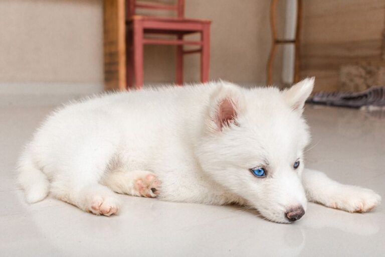 10 Sinais de Que Seu Pet Precisa de Atenção Médica: Identificando Problemas de Saúde Comuns