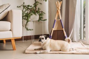 Como criar um espaço saudável e divertido para o seu pet: dicas para enriquecer o ambiente doméstico