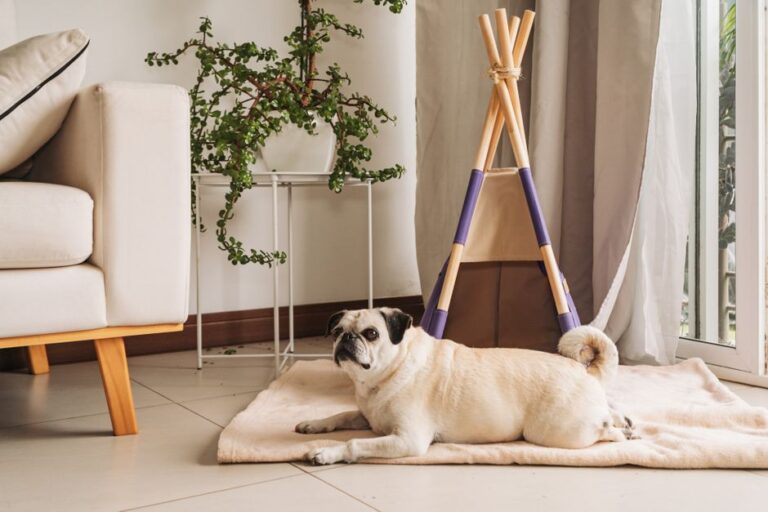 Como criar um espaço saudável e divertido para o seu pet: dicas para enriquecer o ambiente doméstico