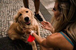 Como criar uma rotina de cuidados preventivos que garanta a saúde física e emocional do seu pet