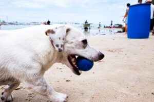 Como criar uma rotina de exercícios divertida para seu cão: dicas práticas para aumentar a saúde e alegria do seu pet