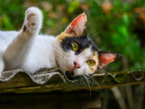 Como entender as características emocionais das raças de gatos para melhorar a convivência familiar