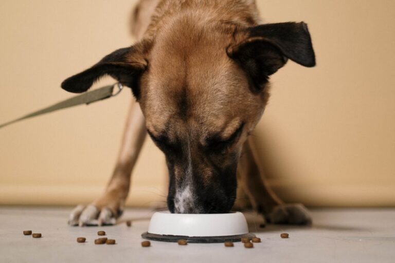 Como escolher a alimentação ideal para cães com sensibilidade digestiva: dicas fundamentais para tutores