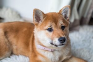 Como escolher a raça ideal de cachorro para famílias ativas: características e cuidados essenciais