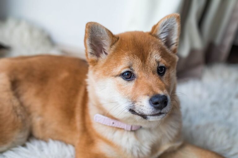 Como escolher a raça ideal de cachorro para famílias ativas: características e cuidados essenciais