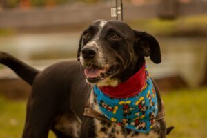 Como identificar as necessidades emocionais de diferentes raças de cães para garantir seu bem-estar