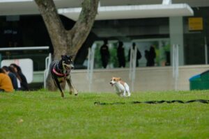 Como identificar e resolver problemas de comportamento em cães de diferentes raças
