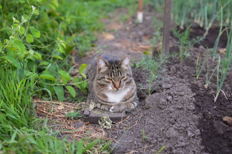 Como montar um jardim seguro e nutritivo para pequenos animais: dicas essenciais para saúde e bem-estar