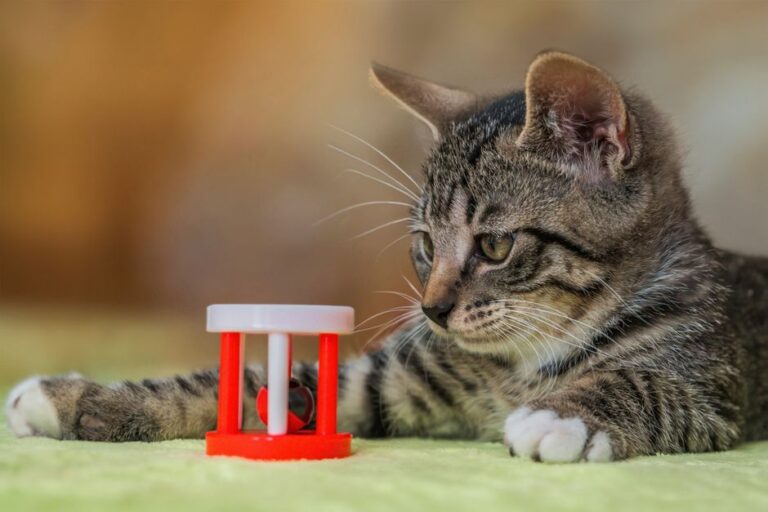 Como proporcionar enriquecimento ambiental para gatos: ideias práticas para a saúde e diversão do seu felino