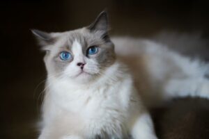 Como selecionar a raça perfeita de gato para sua casa: características e cuidados essenciais