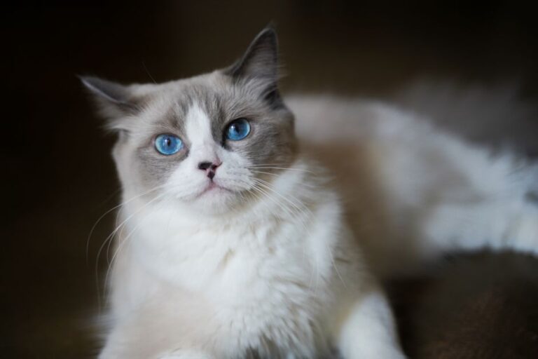 Como selecionar a raça perfeita de gato para sua casa: características e cuidados essenciais
