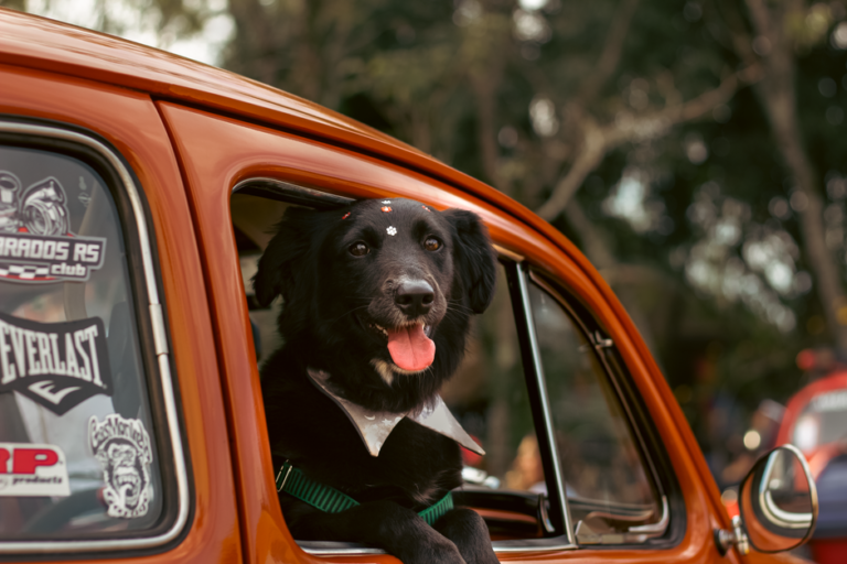 Guia completo de brinquedos interativos para estimular a mente do seu cachorro e melhorar o bem-estar
