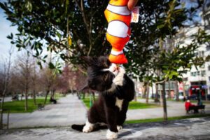 Os melhores brinquedos para estimular a saúde mental de cães e gatos: escolha certa para cada fase da vida